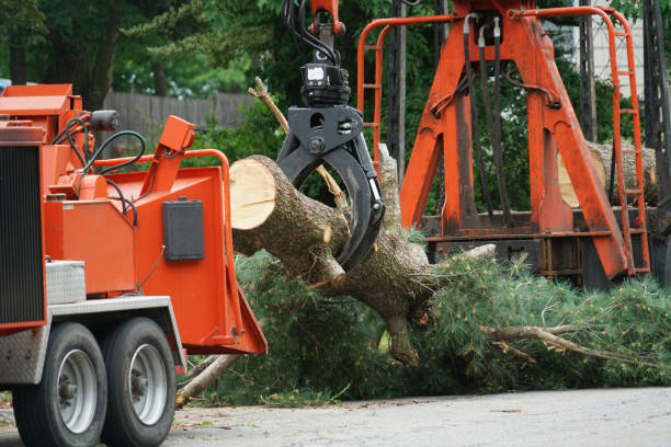 Professional Tree Services in Mount Vernon, MD