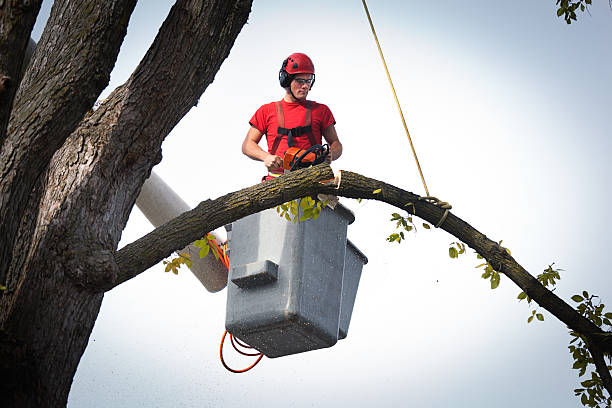 How Our Tree Care Process Works  in Mount Vernon, MD