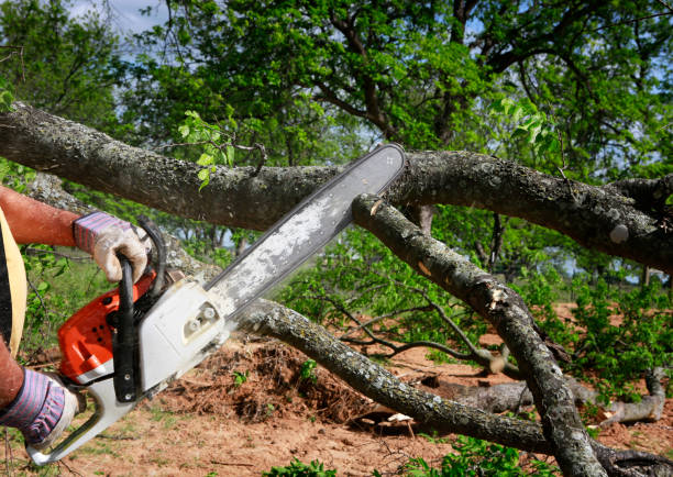 Tree and Shrub Care in Mount Vernon, MD